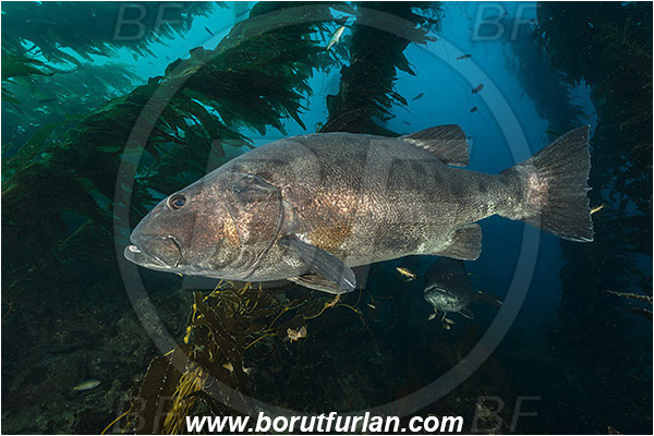 Santa Catalina, California, USA, Pacific ocean, Stereolepis gigas, Stereolepis, Polyprionidae, Giant sea bass, Sea bass, Fish, Reef, Macrocystis pyrifera, Macrocystis, Laminariaceae, Phaeophyceae, Giant kelp, Kelp, Algae, Kelp forest