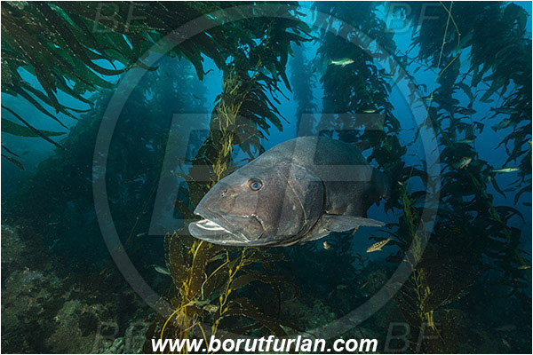 Santa Catalina, California, USA, Pacific ocean, Stereolepis gigas, Stereolepis, Polyprionidae, Giant sea bass, Sea bass, Fish, Reef, Macrocystis pyrifera, Macrocystis, Laminariaceae, Phaeophyceae, Giant kelp, Kelp, Algae, Kelp forest