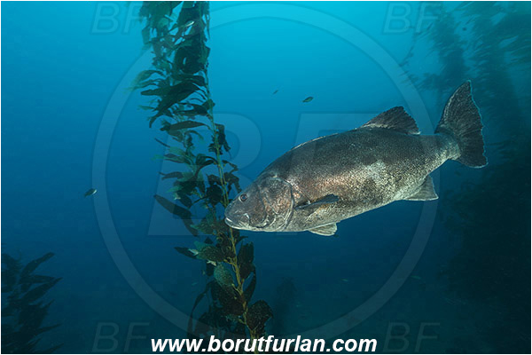 Santa Catalina, California, USA, Pacific ocean, Stereolepis gigas, Stereolepis, Polyprionidae, Giant sea bass, Sea bass, Fish, Reef, Macrocystis pyrifera, Macrocystis, Laminariaceae, Phaeophyceae, Giant kelp, Kelp, Algae, Kelp forest
