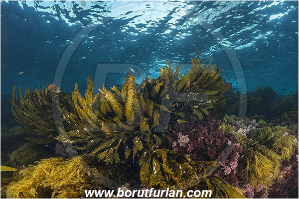 Santa Catalina, California, USA, Pacific ocean, Eisenia arborea, Eisenia, Lessoniaceae, Phaeophyceae, Southern sea palm, Kelp, Algae, Reef