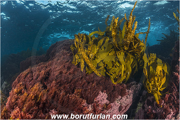 Santa Catalina, California, USA, Pacific ocean, Eisenia arborea, Eisenia, Lessoniaceae, Phaeophyceae, Southern sea palm, Kelp, Algae, Reef, Red algae