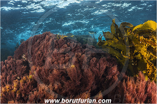 Santa Catalina, California, USA, Pacific ocean, Eisenia arborea, Eisenia, Lessoniaceae, Phaeophyceae, Southern sea palm, Kelp, Algae, Reef, Red algae