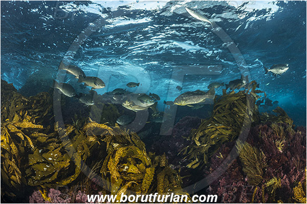 Santa Catalina, California, USA, Pacific ocean, Girella nigricans, Girella, Kyphosidae, Opaleye, Fish, Reef, Algae, Fish school