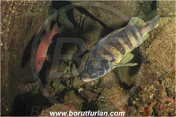 Santa Catalina, California, USA, Pacific ocean, Sebastes serriceps, Sebastes, Sebastidae, Treefish, Fish