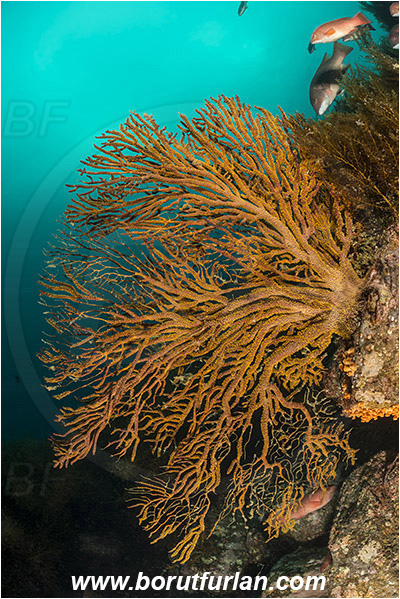 Santa Catalina, California, USA, Pacific ocean, Muricea californica, Muricea, Plexauridae, Anthozoa, Cnidaria, Cnidarian, California golden gorgonian, Gorgonian, Sea fan, Reef