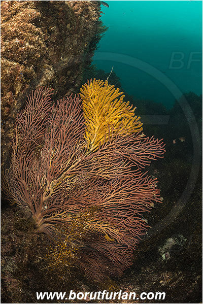 Santa Catalina, California, USA, Pacific ocean, Muricea californica, Muricea, Plexauridae, Anthozoa, Cnidaria, Cnidarian, California golden gorgonian, Gorgonian, Sea fan, Reef