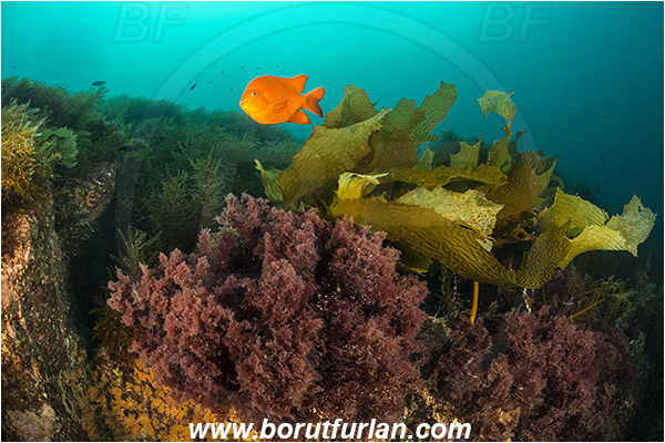 Santa Catalina, California, USA, Pacific ocean, Macrocystis pyrifera, Macrocystis, Laminariaceae, Phaeophyceae, Giant kelp, Kelp, Algae, Reef, Hypsypops rubicundus, Hypsypops, Pomacentridae, Garibaldi, Fish