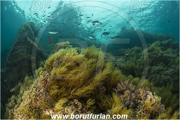 Santa Catalina, California, USA, Pacific ocean, Stephanocystis dioica, Stephanocystis, Sargassaceae, Phaeophyceae, Marina algae, Algae, Reef