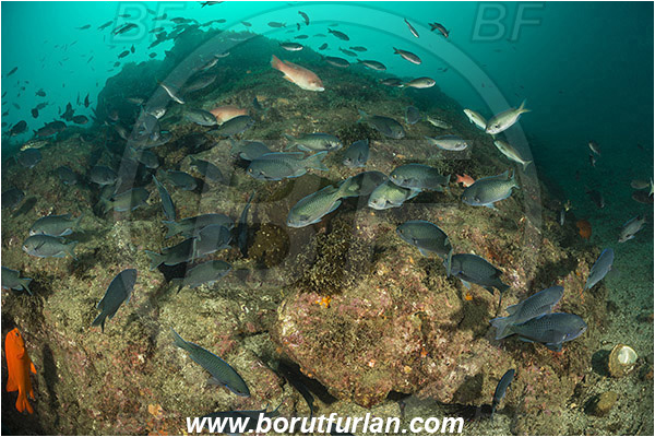 Santa Catalina, California, USA, Pacific ocean, Chromis punctipinnis, Chromis, Pomacentridae, Blacksmith, Fish, Fish school, Reef
