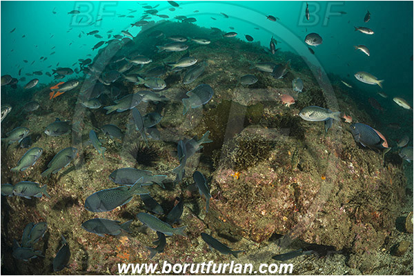 Santa Catalina, California, USA, Pacific ocean, Chromis punctipinnis, Chromis, Pomacentridae, Blacksmith, Fish, Fish school, Reef