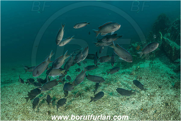 Santa Catalina, California, USA, Pacific ocean, Chromis punctipinnis, Chromis, Pomacentridae, Blacksmith, Fish, Fish school, Sand
