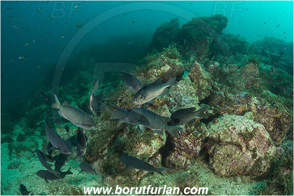 Santa Catalina, California, USA, Pacific ocean, Chromis punctipinnis, Chromis, Pomacentridae, Blacksmith, Fish, Fish school, Reef