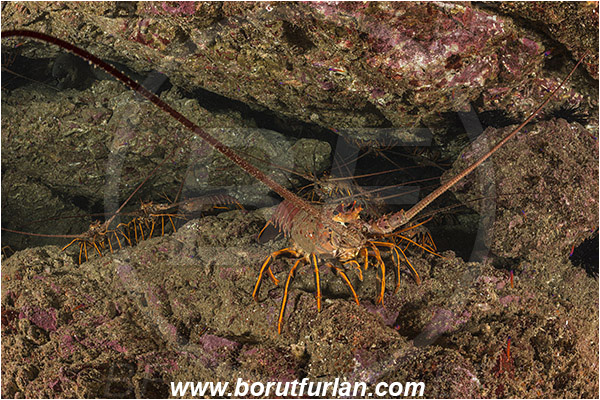 Santa Catalina, California, USA, Pacific ocean, Panulirus interruptus, Panulirus, Palinuridae, Decapoda, Crustacea, Crustacean, California spiny lobster, Spiny lobster, Lobster, Reef, Group of lobsters
