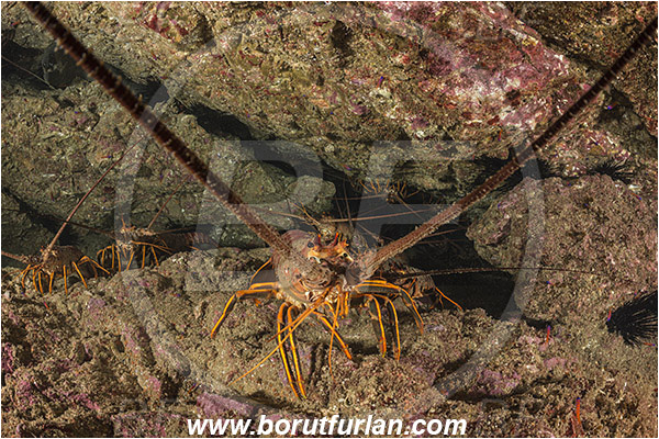 Santa Catalina, California, USA, Pacific ocean, Panulirus interruptus, Panulirus, Palinuridae, Decapoda, Crustacea, Crustacean, California spiny lobster, Spiny lobster, Lobster, Reef, Group of lobsters