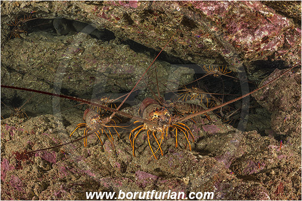 Santa Catalina, California, USA, Pacific ocean, Panulirus interruptus, Panulirus, Palinuridae, Decapoda, Crustacea, Crustacean, California spiny lobster, Spiny lobster, Lobster, Reef, Group of lobsters