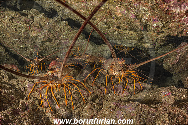 Santa Catalina, California, USA, Pacific ocean, Panulirus interruptus, Panulirus, Palinuridae, Decapoda, Crustacea, Crustacean, California spiny lobster, Spiny lobster, Lobster, Reef, Group of lobsters