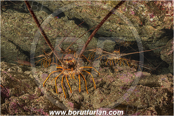 Santa Catalina, California, USA, Pacific ocean, Panulirus interruptus, Panulirus, Palinuridae, Decapoda, Crustacea, Crustacean, California spiny lobster, Spiny lobster, Lobster, Reef, Group of lobsters