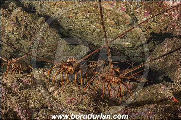 Santa Catalina, California, USA, Pacific ocean, Panulirus interruptus, Panulirus, Palinuridae, Decapoda, Crustacea, Crustacean, California spiny lobster, Spiny lobster, Lobster, Reef, Group of lobsters
