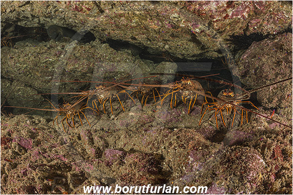 Santa Catalina, California, USA, Pacific ocean, Panulirus interruptus, Panulirus, Palinuridae, Decapoda, Crustacea, Crustacean, California spiny lobster, Spiny lobster, Lobster, Reef, Group of lobsters