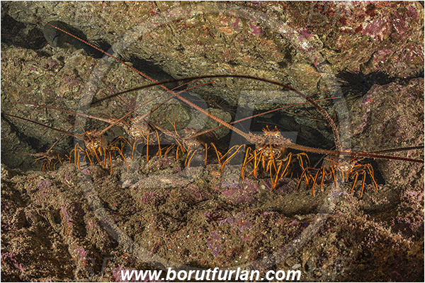 Santa Catalina, California, USA, Pacific ocean, Panulirus interruptus, Panulirus, Palinuridae, Decapoda, Crustacea, Crustacean, California spiny lobster, Spiny lobster, Lobster, Reef, Group of lobsters