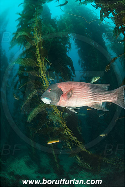 Santa Catalina, California, USA, Pacific ocean, Macrocystis pyrifera, Macrocystis, Laminariaceae, Phaeophyceae, Giant kelp, Kelp, Algae, Reef, Semicossyphus pulcher, Semicossyphus, Labridae, Fish, California sheephead, Male, Wrasse, Kelp forest