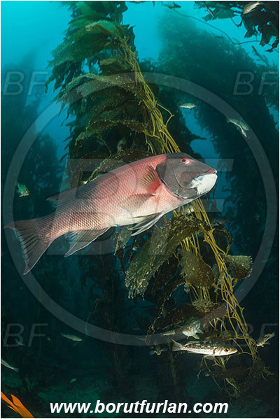 Santa Catalina, California, USA, Pacific ocean, Macrocystis pyrifera, Macrocystis, Laminariaceae, Phaeophyceae, Giant kelp, Kelp, Algae, Reef, Semicossyphus pulcher, Semicossyphus, Labridae, Fish, California sheephead, Male, Wrasse, Kelp forest