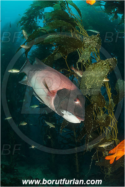 Santa Catalina, California, USA, Pacific ocean, Macrocystis pyrifera, Macrocystis, Laminariaceae, Phaeophyceae, Giant kelp, Kelp, Algae, Reef, Semicossyphus pulcher, Semicossyphus, Labridae, Fish, California sheephead, Male, Wrasse, Kelp forest