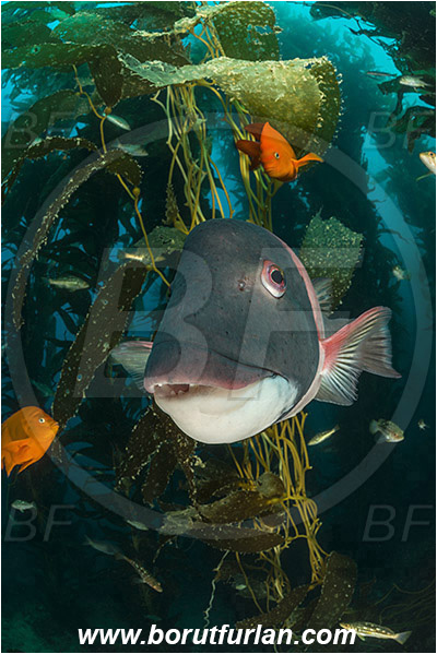 Santa Catalina, California, USA, Pacific ocean, Macrocystis pyrifera, Macrocystis, Laminariaceae, Phaeophyceae, Giant kelp, Kelp, Algae, Reef, Semicossyphus pulcher, Semicossyphus, Labridae, Hypsypops rubicundus, Hypsypops, Pomacentridae, Garibaldi, Fish, California sheephead, Male, Portrait, Wrasse, Kelp forest