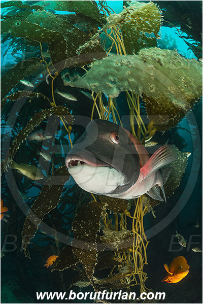 Santa Catalina, California, USA, Pacific ocean, Macrocystis pyrifera, Macrocystis, Laminariaceae, Phaeophyceae, Giant kelp, Kelp, Algae, Reef, Semicossyphus pulcher, Semicossyphus, Labridae, Fish, California sheephead, Male, Portrait, Wrasse, Kelp forest