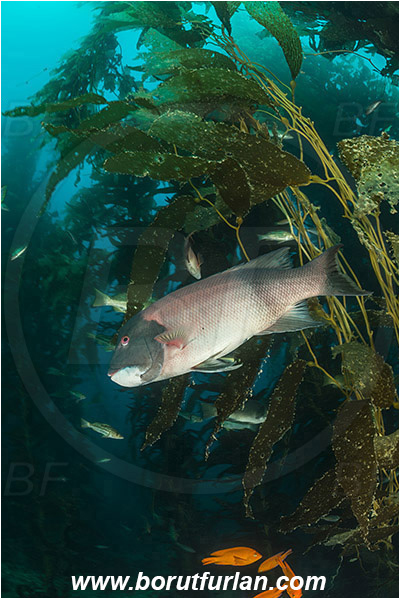 Santa Catalina, California, USA, Pacific ocean, Macrocystis pyrifera, Macrocystis, Laminariaceae, Phaeophyceae, Giant kelp, Kelp, Algae, Reef, Semicossyphus pulcher, Semicossyphus, Labridae, Fish, California sheephead, Male, Wrasse, Kelp forest