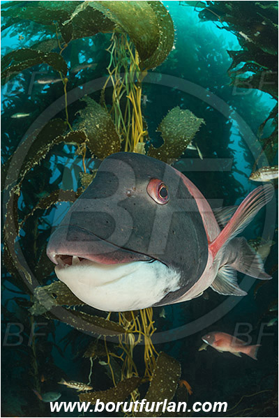 Santa Catalina, California, USA, Pacific ocean, Macrocystis pyrifera, Macrocystis, Laminariaceae, Phaeophyceae, Giant kelp, Kelp, Algae, Reef, Semicossyphus pulcher, Semicossyphus, Labridae, Fish, California sheephead, Male, Portrait, Wrasse, Kelp forest