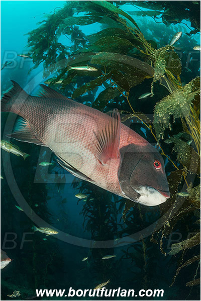 Santa Catalina, California, USA, Pacific ocean, Macrocystis pyrifera, Macrocystis, Laminariaceae, Phaeophyceae, Giant kelp, Kelp, Algae, Reef, Semicossyphus pulcher, Semicossyphus, Labridae, Fish, California sheephead, Male, Wrasse, Kelp forest