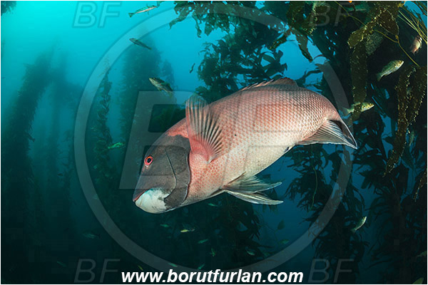 Santa Catalina, California, USA, Pacific ocean, Macrocystis pyrifera, Macrocystis, Laminariaceae, Phaeophyceae, Giant kelp, Kelp, Algae, Reef, Semicossyphus pulcher, Semicossyphus, Labridae, Fish, California sheephead, Male, Wrasse, Kelp forest