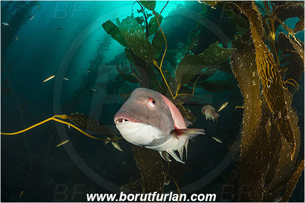 Santa Catalina, California, USA, Pacific ocean, Macrocystis pyrifera, Macrocystis, Laminariaceae, Phaeophyceae, Giant kelp, Kelp, Algae, Reef, Semicossyphus pulcher, Semicossyphus, Labridae, Fish, California sheephead, Male, Portrait, Wrasse, Kelp forest