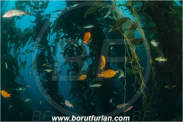 Santa Catalina, California, USA, Pacific ocean, Macrocystis pyrifera, Macrocystis, Laminariaceae, Phaeophyceae, Giant kelp, Kelp, Algae, Reef, Hypsypops rubicundus, Hypsypops, Pomacentridae, Garibaldi, Fish, Fish school, Kelp forest