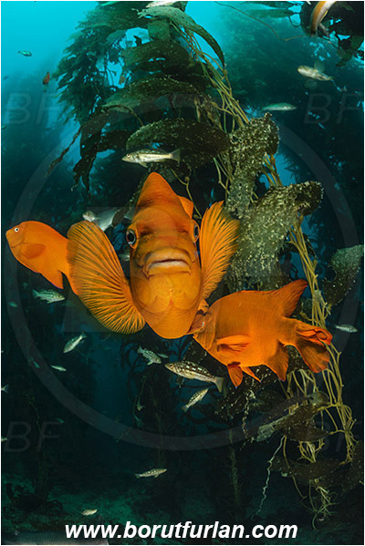 Santa Catalina, California, USA, Pacific ocean, Macrocystis pyrifera, Macrocystis, Laminariaceae, Phaeophyceae, Giant kelp, Kelp, Algae, Reef, Hypsypops rubicundus, Hypsypops, Pomacentridae, Garibaldi, Fish, Portrait, Kelp forest