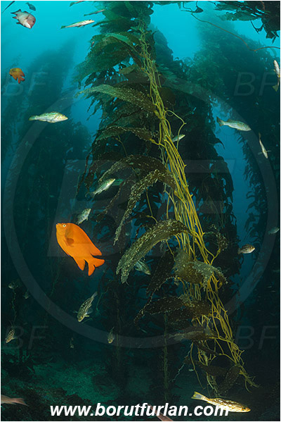 Santa Catalina, California, USA, Pacific ocean, Macrocystis pyrifera, Macrocystis, Laminariaceae, Phaeophyceae, Giant kelp, Kelp, Algae, Reef, Hypsypops rubicundus, Hypsypops, Pomacentridae, Garibaldi, Fish, Kelp forest