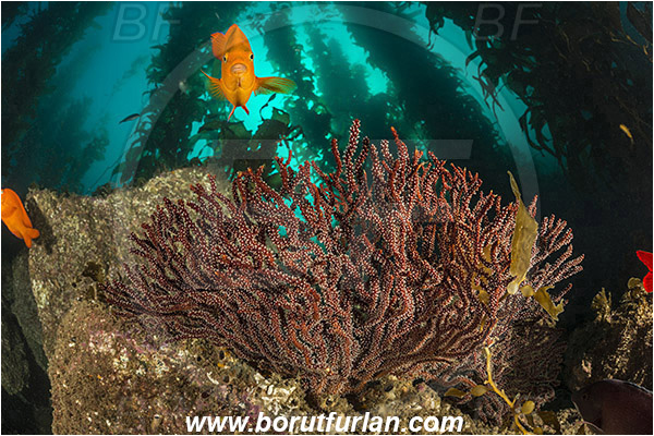 Santa Catalina, California, USA, Pacific ocean, Muricea californica, Muricea, Plexauridae, Anthozoa, Cnidaria, Cnidarian, California golden gorgonian, Gorgonian, Sea fan, Hypsypops rubicundus, Hypsypops, Pomacentridae, Garibaldi, Fish, Reef, Kelp forest