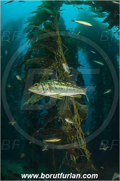 Santa Catalina, California, USA, Pacific ocean, Macrocystis pyrifera, Macrocystis, Laminariaceae, Phaeophyceae, Giant kelp, Kelp, Algae, Reef, Paralabrax clathratus, Paralabrax, Serranidae, Kelp bass, Fish, Kelp forest