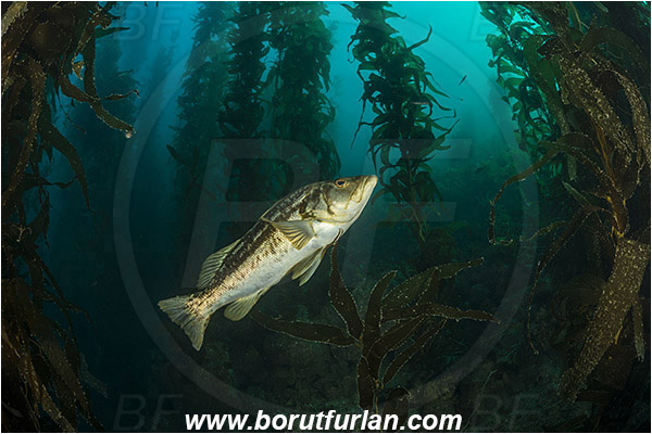 Santa Catalina, California, USA, Pacific ocean, Macrocystis pyrifera, Macrocystis, Laminariaceae, Phaeophyceae, Giant kelp, Kelp, Algae, Reef, Paralabrax clathratus, Paralabrax, Serranidae, Kelp bass, Fish, Kelp forest