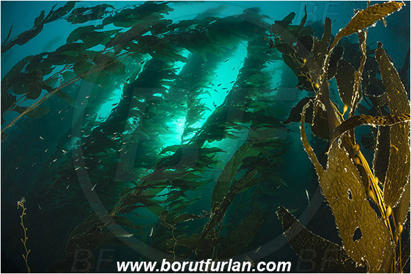 Santa Catalina, California, USA, Pacific ocean, Macrocystis pyrifera, Macrocystis, Laminariaceae, Phaeophyceae, Giant kelp, Kelp, Algae, Kelp forest