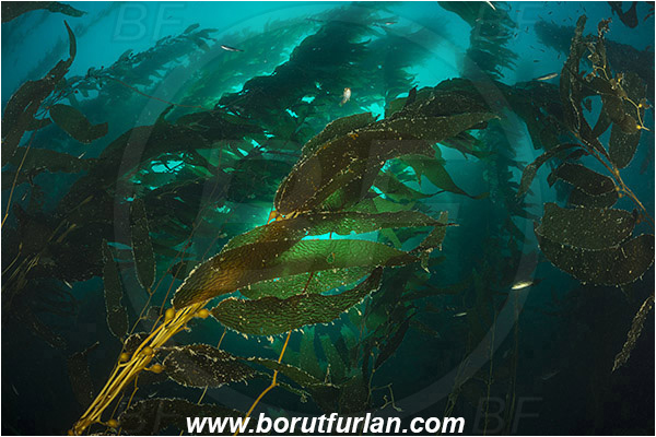 Santa Catalina, California, USA, Pacific ocean, Macrocystis pyrifera, Macrocystis, Laminariaceae, Phaeophyceae, Giant kelp, Kelp, Algae, Kelp forest