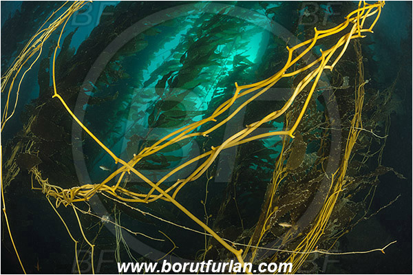 Santa Catalina, California, USA, Pacific ocean, Macrocystis pyrifera, Macrocystis, Laminariaceae, Phaeophyceae, Giant kelp, Kelp, Algae, Kelp forest