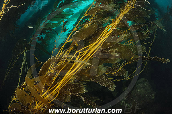 Santa Catalina, California, USA, Pacific ocean, Macrocystis pyrifera, Macrocystis, Laminariaceae, Phaeophyceae, Giant kelp, Kelp, Algae, Kelp forest