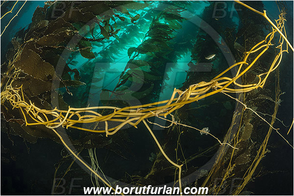 Santa Catalina, California, USA, Pacific ocean, Macrocystis pyrifera, Macrocystis, Laminariaceae, Phaeophyceae, Giant kelp, Kelp, Algae, Reef, Kelp forest