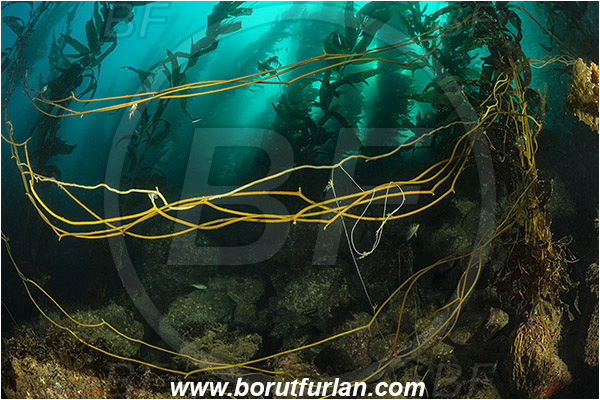 Santa Catalina, California, USA, Pacific ocean, Macrocystis pyrifera, Macrocystis, Laminariaceae, Phaeophyceae, Giant kelp, Kelp, Algae, Reef, Kelp forest