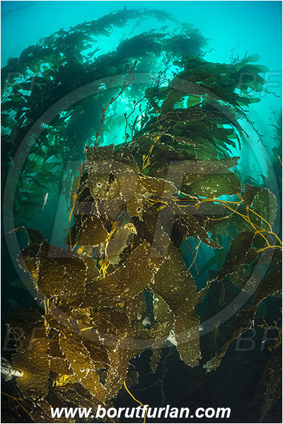 Santa Catalina, California, USA, Pacific ocean, Macrocystis pyrifera, Macrocystis, Laminariaceae, Phaeophyceae, Giant kelp, Kelp, Algae, Kelp forest