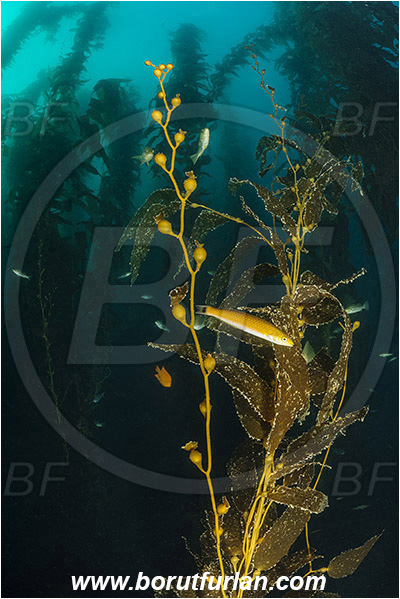 Santa Catalina, California, USA, Pacific ocean, Macrocystis pyrifera, Macrocystis, Laminariaceae, Phaeophyceae, Giant kelp, Kelp, Algae, Kelp forest
