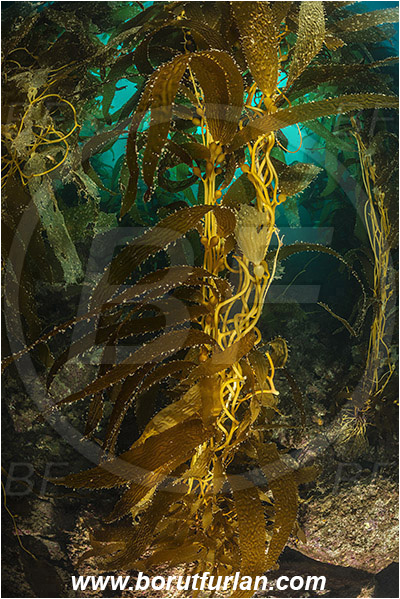 Santa Catalina, California, USA, Pacific ocean, Macrocystis pyrifera, Macrocystis, Laminariaceae, Phaeophyceae, Giant kelp, Kelp, Algae, Reef, Kelp forest