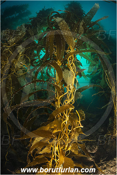 Santa Catalina, California, USA, Pacific ocean, Macrocystis pyrifera, Macrocystis, Laminariaceae, Phaeophyceae, Giant kelp, Kelp, Algae, Reef, Kelp forest